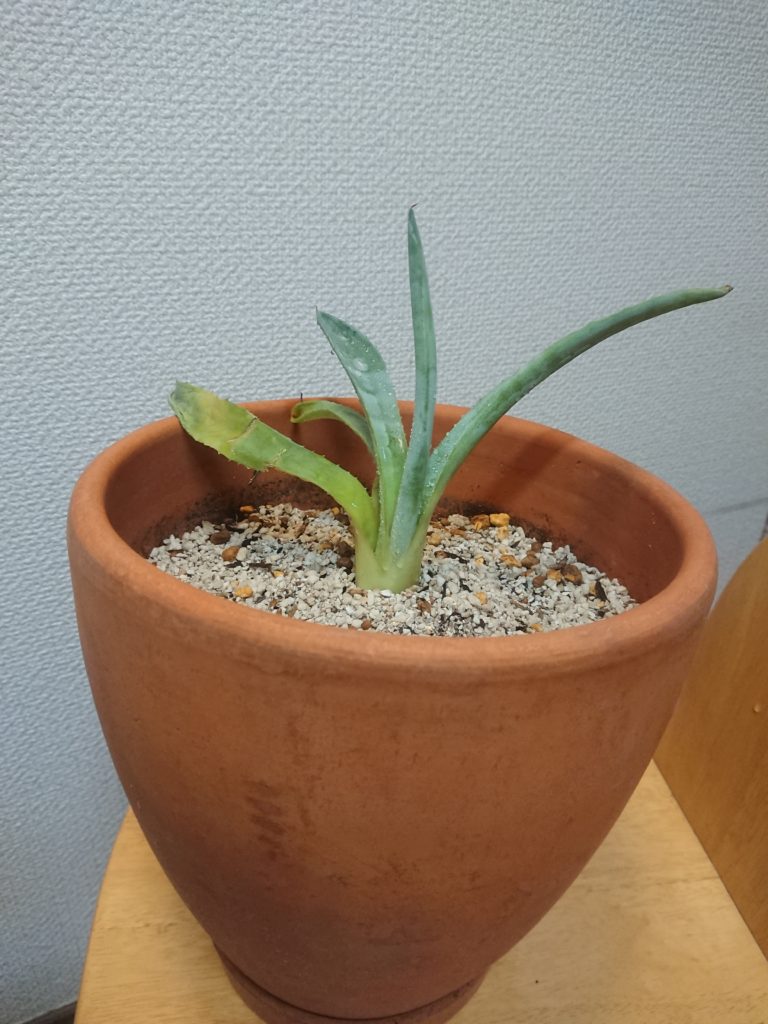 リュゼツラン