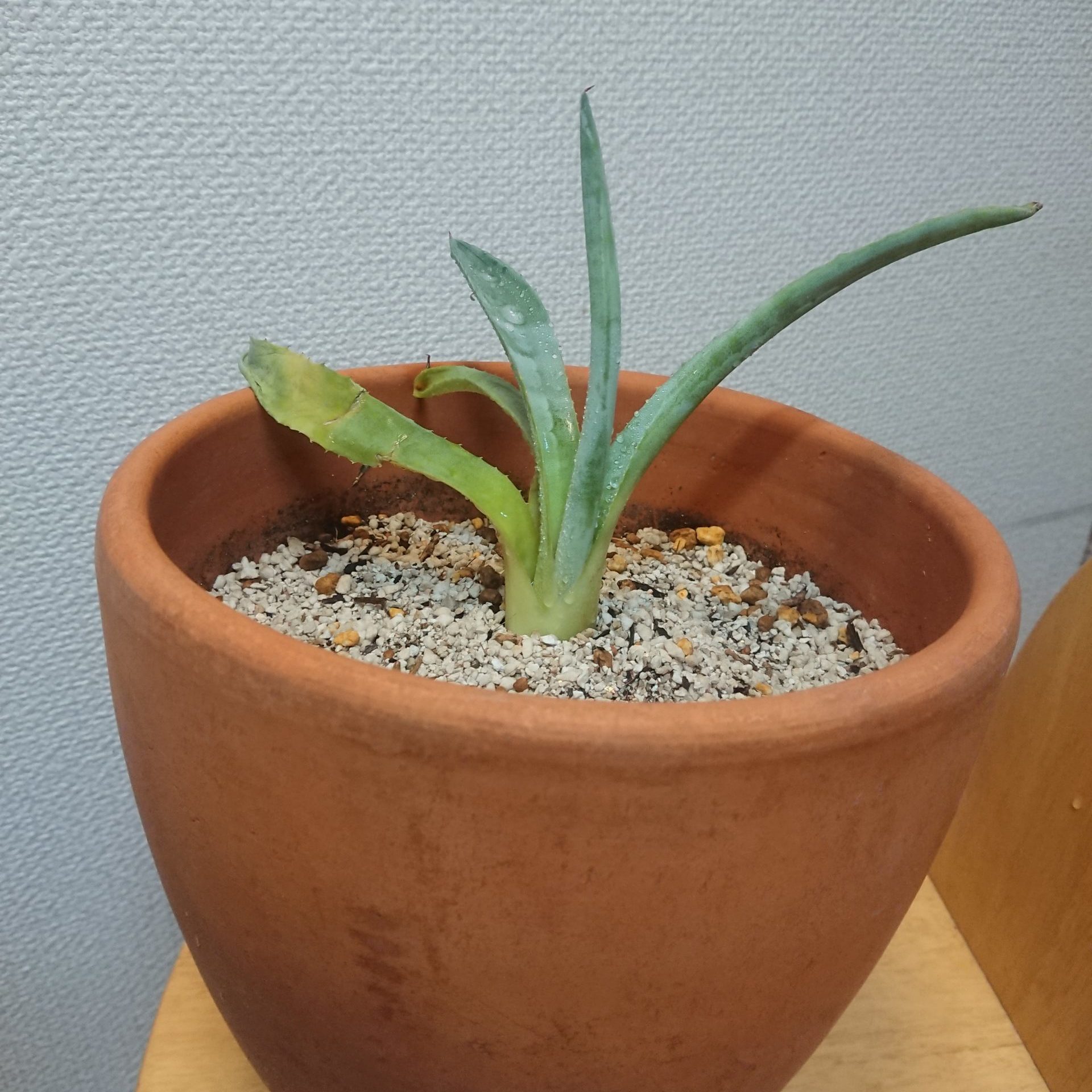 鉢植えのリュウゼツランとクラスメート＃テラコッタ